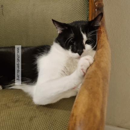 Foto 1/1 Venom Chat perdido en Pontault combault