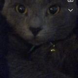 Foto del gato perdido en Montpellier