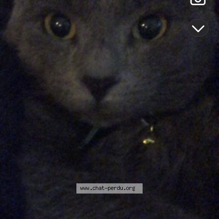 Foto 1/1 Choppie Chat perdido en Montpellier