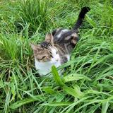 Foto del gato perdido en Saint Chamond