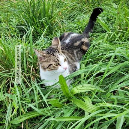 Foto 1/1 Vick Chat perdido en Saint chamond