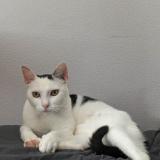 Foto del gato perdido en Venansault