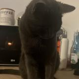 Foto del gato perdido en Deols