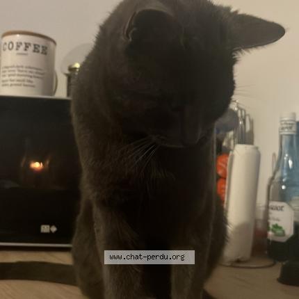 Foto 1/1 Tom Chat perdido en Deols