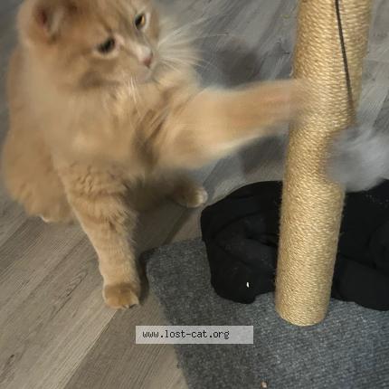 Foto 1/1 Olaf Chat perdido en Boyd