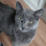 Foto del gato perdido en Winston