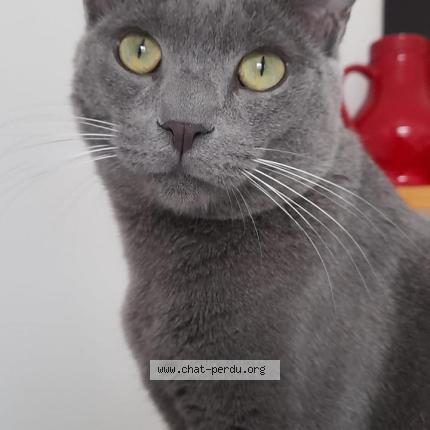 Foto 1/1 Loulou Gris Chat perdido en Neuilly plaisance