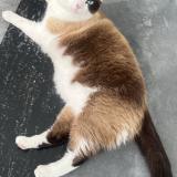 Foto del gato perdido en Merignac