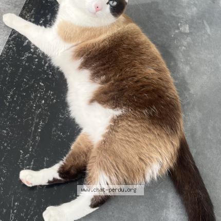 Foto 1/1 Blanca Chat perdido en Merignac