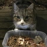 Foto de gato encontrado en Sainte Luce Sur Loire