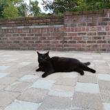 Foto del gato perdido en Laval Pradel