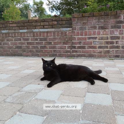 Foto 1/1 clochette Chat perdido en Laval pradel