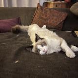 Foto del gato perdido en Sillingy