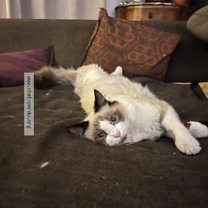 Foto 1/1 Guigui Chat perdido en Sillingy