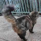 Foto de gato encontrado en Charvieu Chavagneux