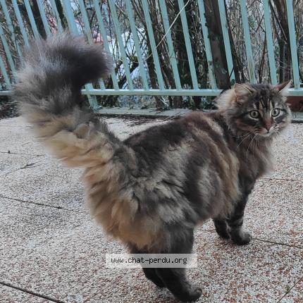 Foto 1/1 Gato encontrado Encontrado en Charvieu chavagneux