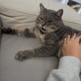 Foto del gato perdido en Lorient