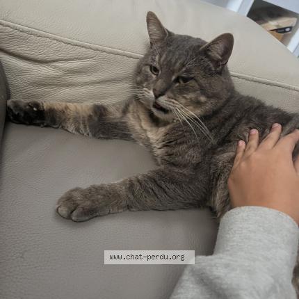 Foto 1/1 Gojo Chat perdido en Lorient