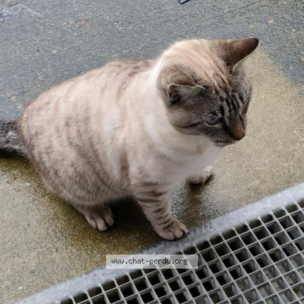 Foto 1/1 Gato encontrado Encontrado en Les sables d olonne
