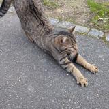 Foto de gato encontrado en Guyancourt