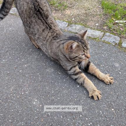 Foto 1/3 Gato encontrado Encontrado en Guyancourt