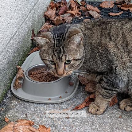 Foto 3/3 Gato encontrado Encontrado en Guyancourt
