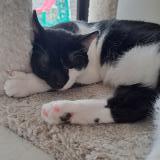 Foto del gato perdido en Plaintel