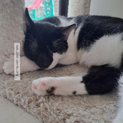 Foto 1/1 Bigdil Chat perdido en Plaintel