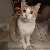 Foto de gato encontrado en Saint Jean De Braye