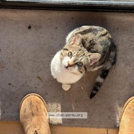 Foto 1/1 Momo Moïse Chat perdido en Petit roeulx lez nivelles