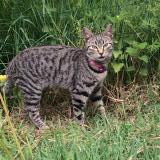 Foto del gato perdido en Cagnotte