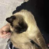 Foto del gato perdido en Carcassonne