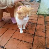 Foto de gato encontrado en Port Sainte Foy Et Ponchapt