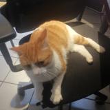 Foto de gato encontrado en Reze