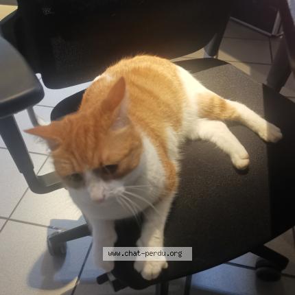 Foto 1/1 Gato encontrado Encontrado en Reze