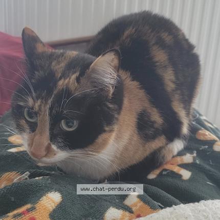 Foto 1/1 Vanina Chat perdido en Toulouse