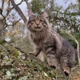 Foto del gato perdido en Hyeres