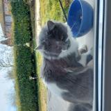 Foto de gato encontrado en Rochetoirin