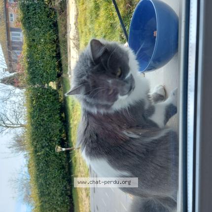 Foto 1/1 Gato encontrado Encontrado en Rochetoirin