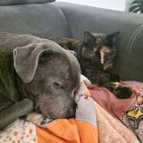 Foto del gato perdido en Savigne L Eveque