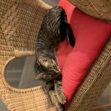 Foto del gato perdido en Lignol