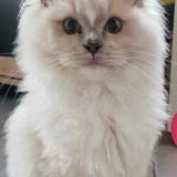 Foto del gato perdido en Meyzieu