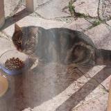 Foto de gato encontrado en Gap