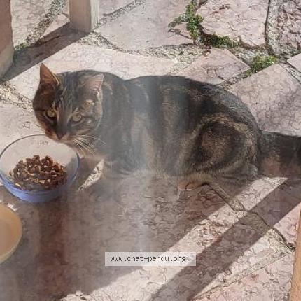 Foto 1/1 Gato encontrado Encontrado en Gap