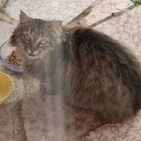 Foto de gato encontrado en Gap