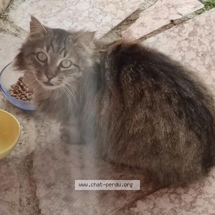 Foto 1/1 Gato encontrado Encontrado en Gap