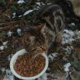 Foto de gato encontrado en Gap