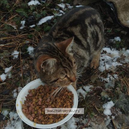 Foto 1/2 Gato encontrado Encontrado en Gap