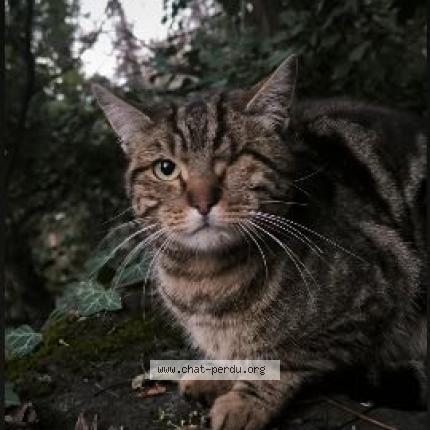 Foto 2/2 Gato encontrado Encontrado en Gap