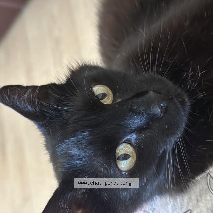 Foto 1/1 Gato encontrado Encontrado en Morieres les avignon